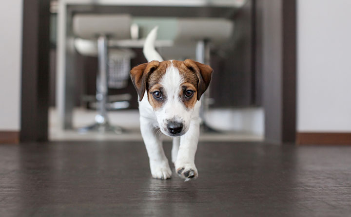室内飼いの犬がしやすい怪我は何?