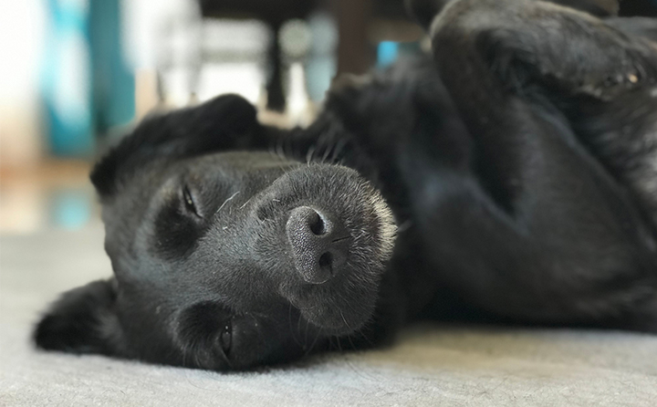 犬のてんかんの原因と症状について