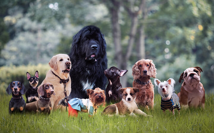 犬種の選び方をドッグトレーナーのディープな目線で解説！