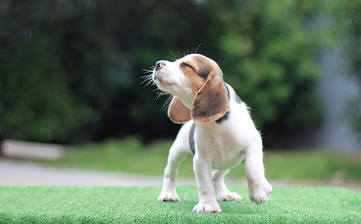 犬を飼うメリットと迎え入れるのに必要な心構え