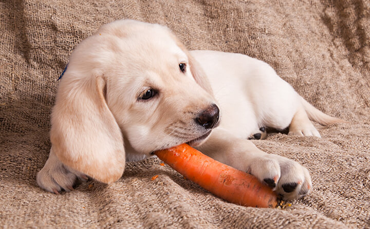 犬がドッグフード以外で食べていいもの