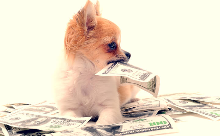 犬の避妊・去勢手術を行う時期と費用