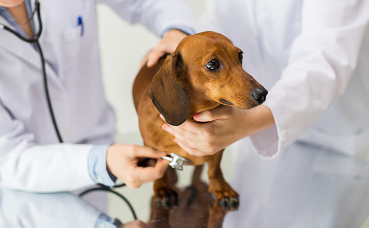 犬の去勢・避妊手術の方法と術後ケア