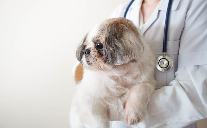 ちょっとした犬の怪我の応急処置の方法