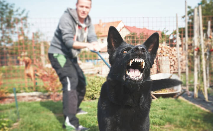 犬が無駄吠えをする理由