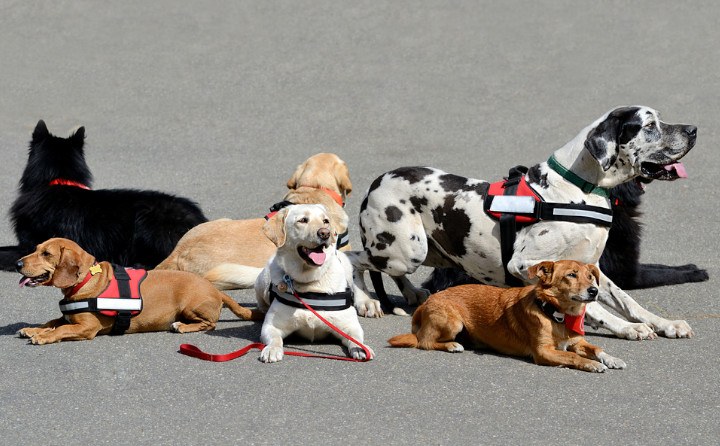 動物介在療法とは違う？動物介在活動について
