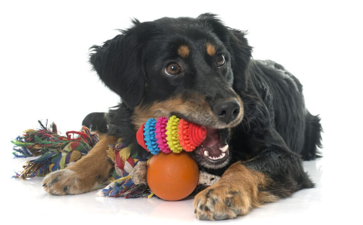 犬の誤飲、真っ先にとるべき対処法とは？