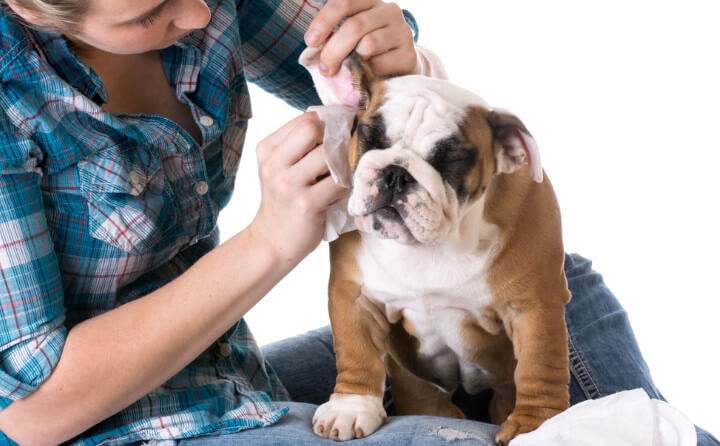 犬の耳が汚れる原因とお手入れの方法