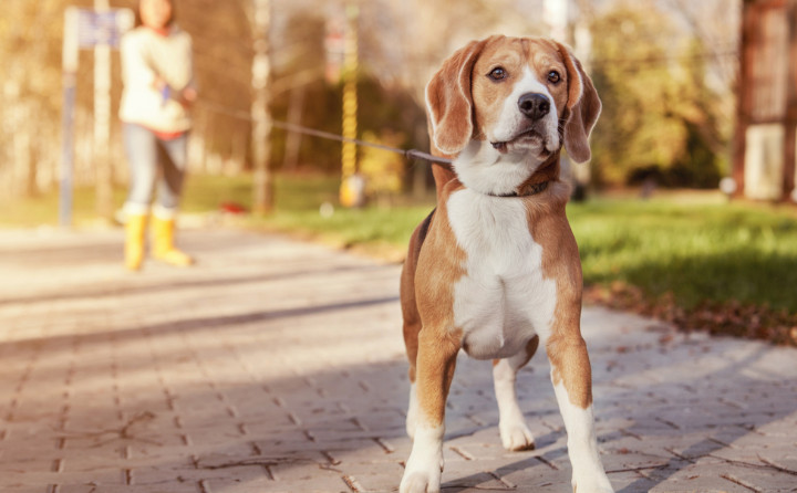 犬が引っ張る原因は何か？引っ張り癖を直すトレーニングも紹介！