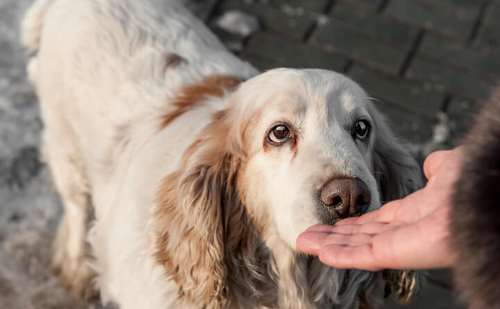 犬が人を噛む理由と飼い主が行うべきこと