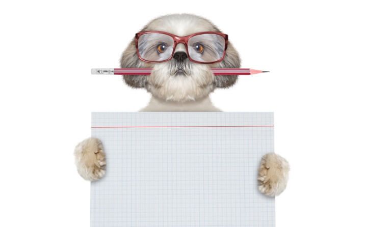 動物介在教育って何？国内での普及や実施効果について