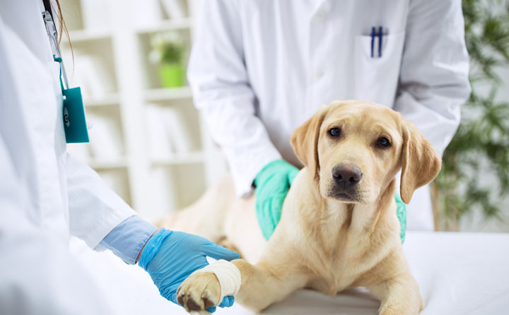 犬のアレルギーの症状や検査の流れについて