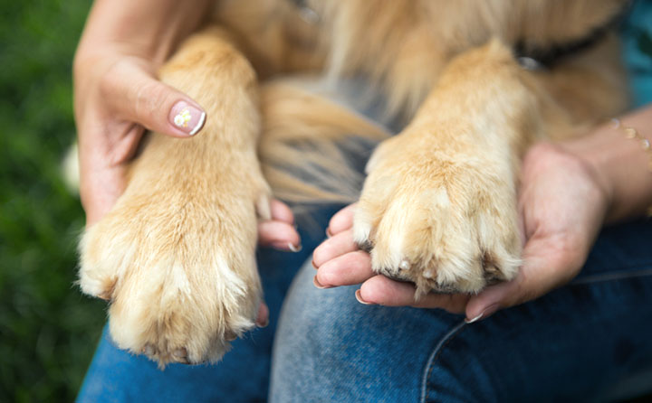 犬の肉球の怪我について