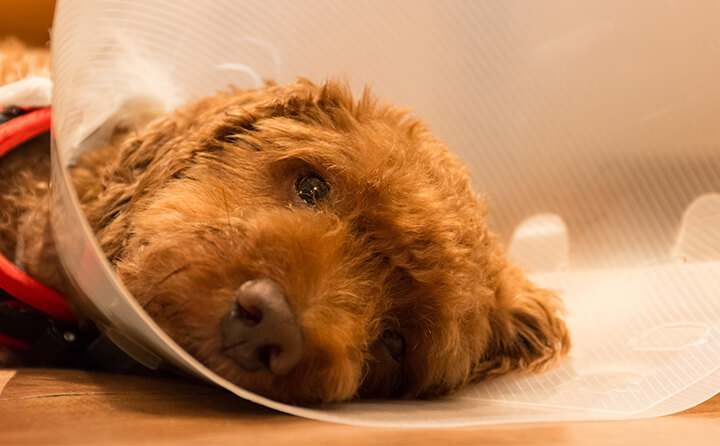 犬の去勢・避妊のメリットとデメリット