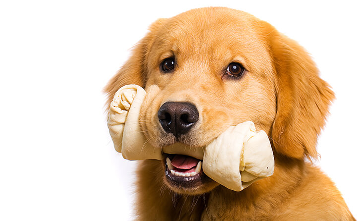 あなたの愛犬は大丈夫？犬の歯周病の種類と治療法