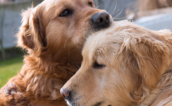 触れあって癒される　アニマルセラピーのヒーリング効果とは？