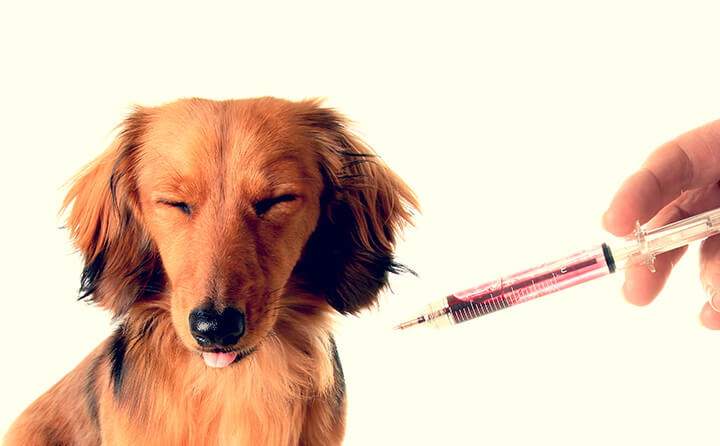 犬にワクチンは毎年必要？犬ワクチンの種類・費用について