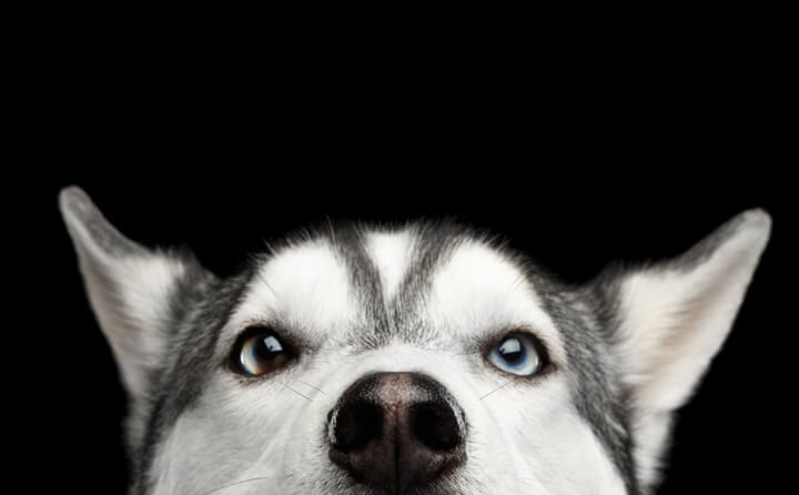 早めの手術で治るかもしれない、犬の白内障の原因と治療法