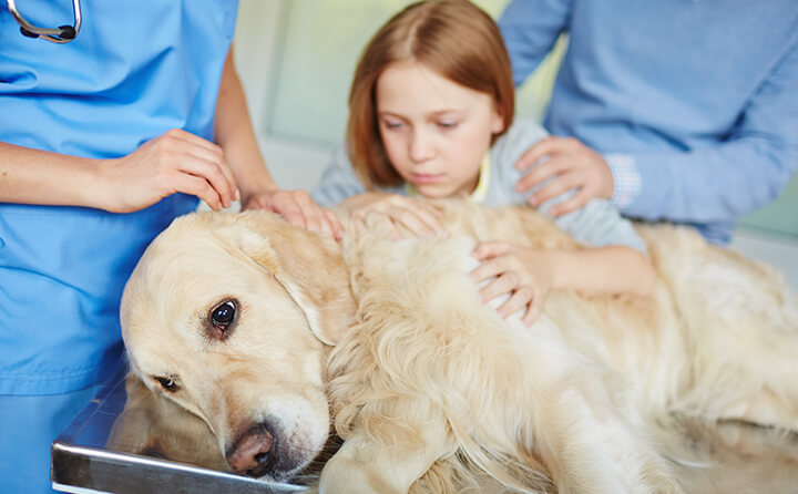 シニア犬に起こりやすい体の変化と体調不良とは？