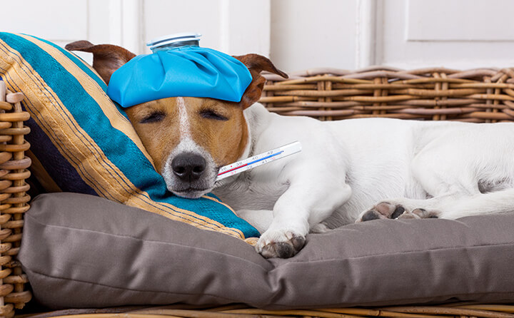 油断大敵！犬の風邪の症状について