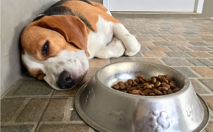 愛犬の突然の体調不良。普段から行うべき健康管理とは？