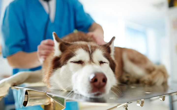 犬の麻酔とは安全？麻酔をするまでの準備とその後の流れについて