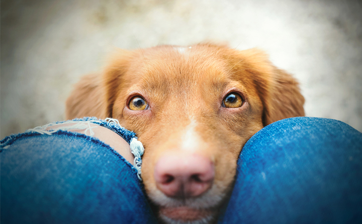 犬の目の病気を種類別に紹介