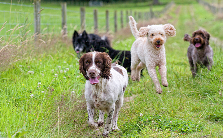 ケンネルコフってどんな病気？