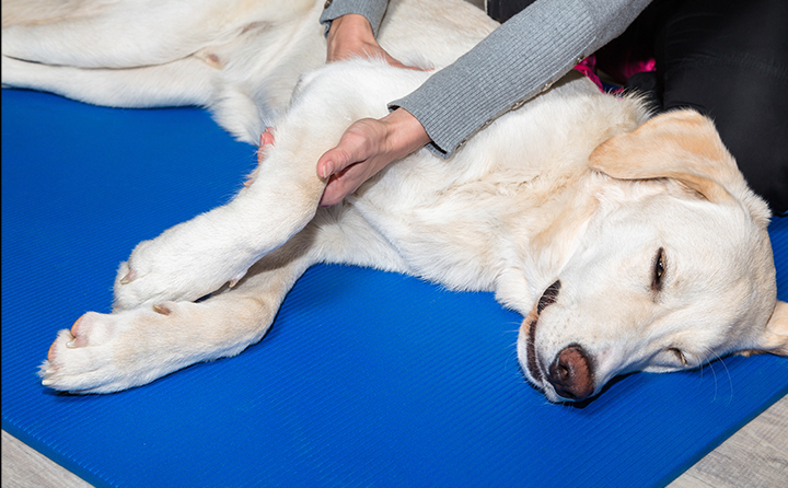 犬のてんかんの正しい対処法　落ち着いて対応することが大切！