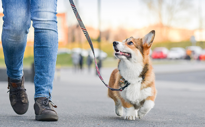 室外の犬がしやすい怪我は何？