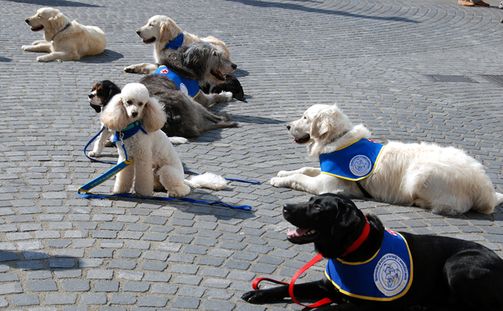 セラピードッグに向いている犬種はあるの？アニマルセラピストがおすすめの犬種を紹介！
