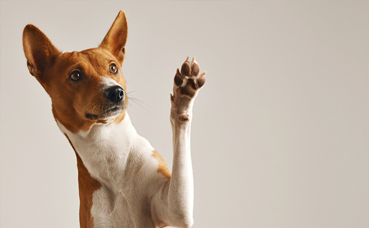 犬の肉球のトラブルとワセリン