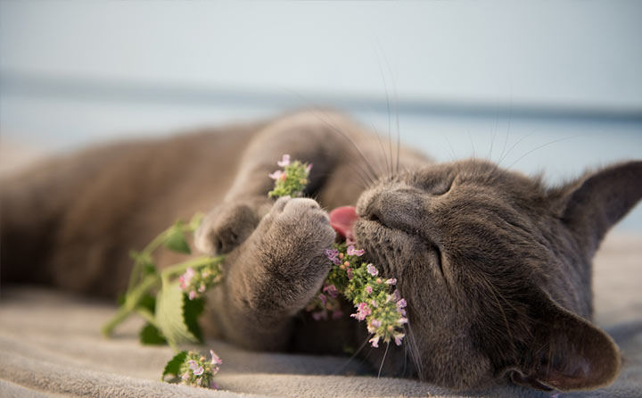 マタタビの正しい使い方