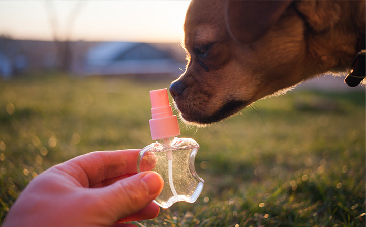 犬の消毒について