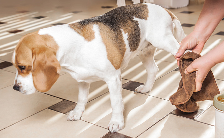 愛犬と周りの環境どちらも清潔にする方法