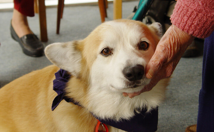 愛犬と共に動物介在セラピストになりたい!セラピードッグに求められるスキルとは?