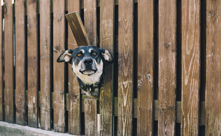 犬のキズ以外の怪我について