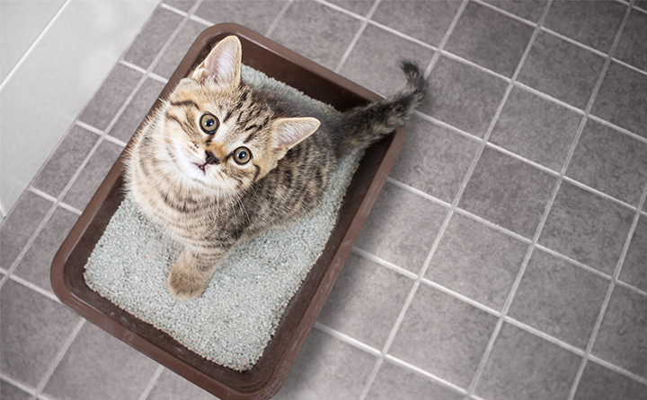 猫のトイレトレーニング