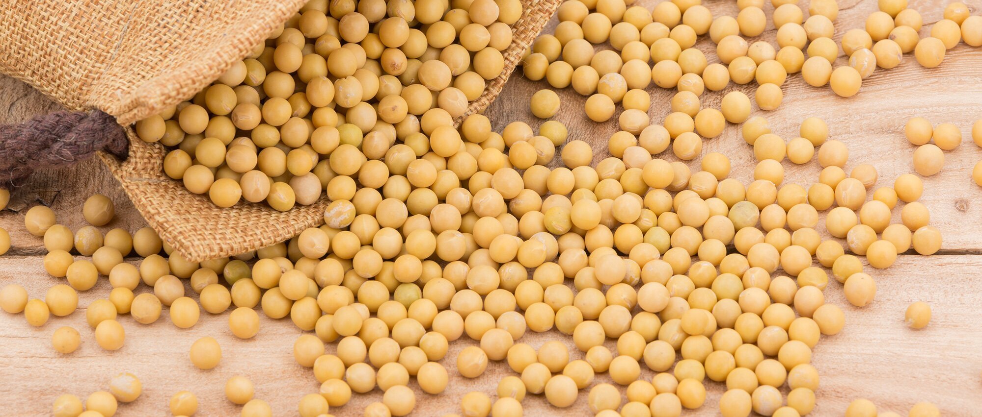 大豆のイメージ画像